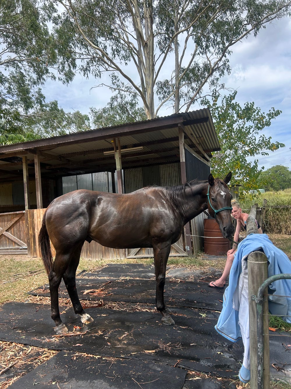 Quiet 4yo Gelding — photo 3 of 3