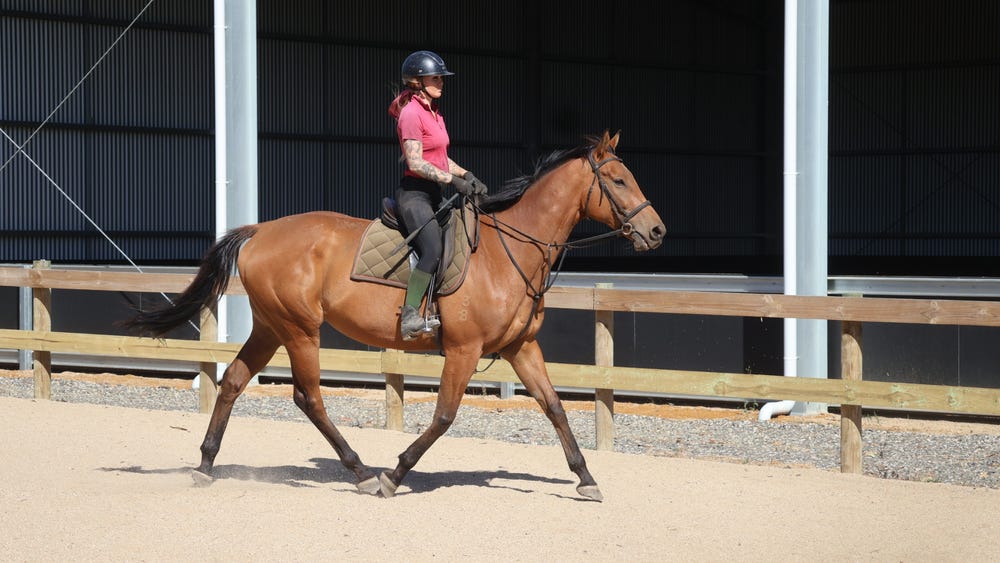 Sensible Gelding — photo 3 of 3