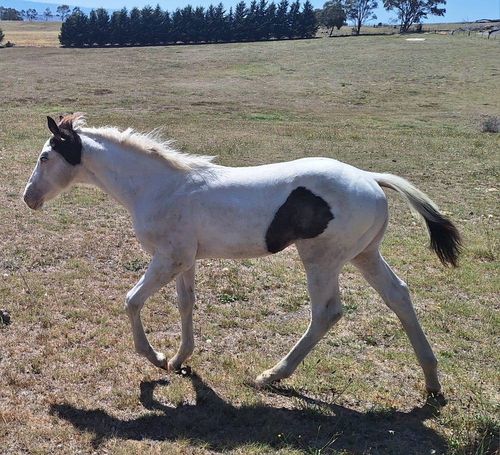 Majik Lucifer - Colt — photo 2 of 3