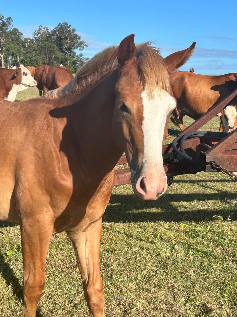 Registered Paint Filly — photo 2 of 3