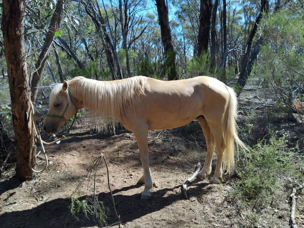 Palomino Stallion — photo 3 of 3