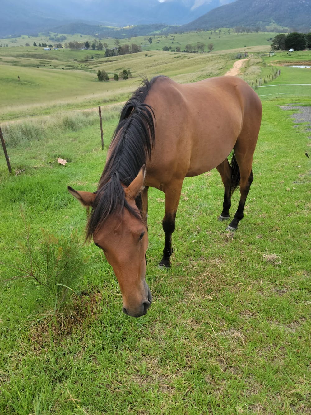 Young Quarter Horse Gelding — photo 3 of 3