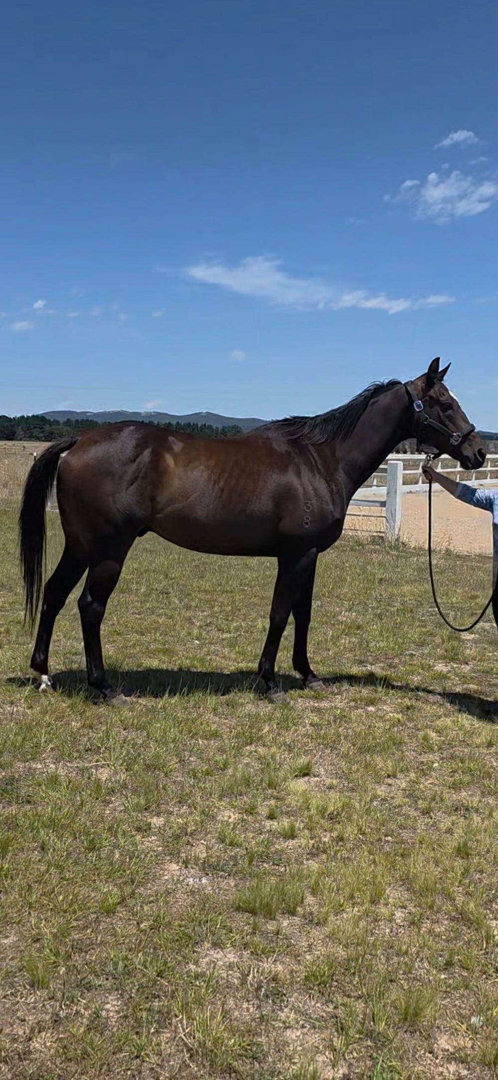 Stunning Gelding — photo 3 of 5