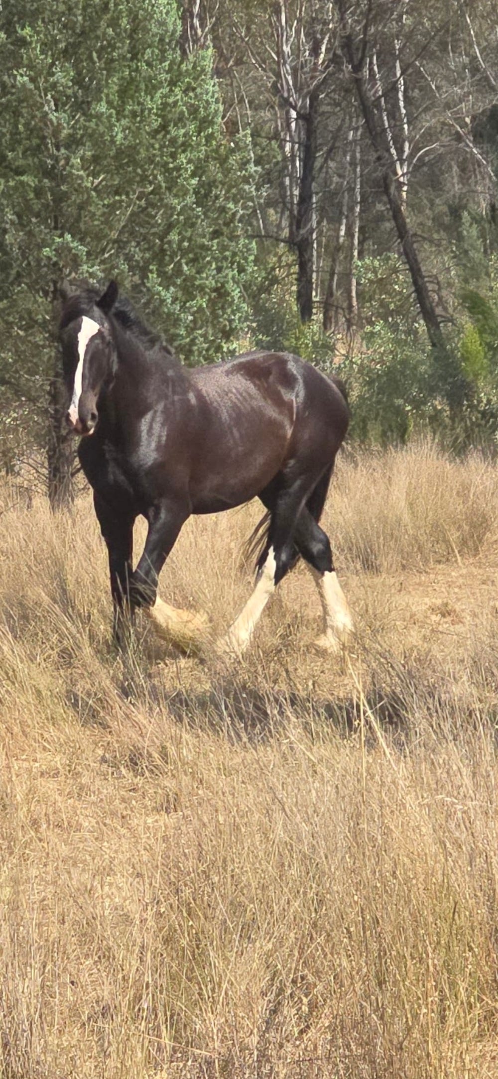 *Sold PP* Stunning 7/8 Clydesdale — photo 2 of 2
