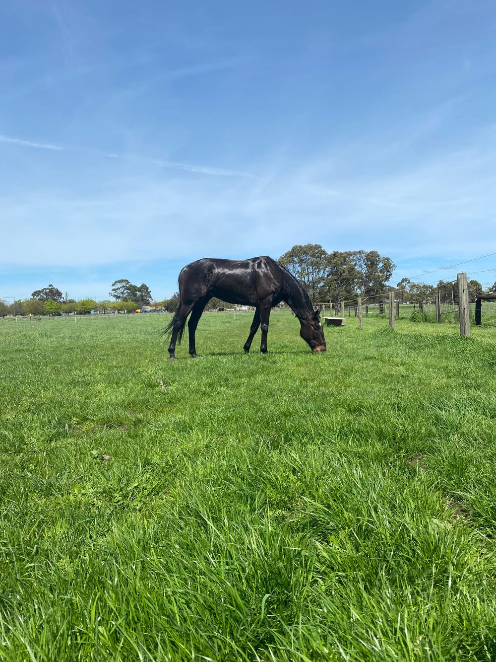 Handsome STB Gelding — photo 2 of 3