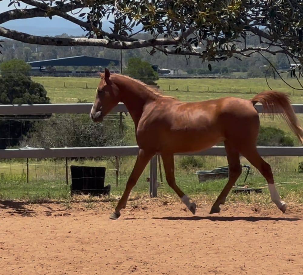 Exceptional 2-Year-Old Gelding