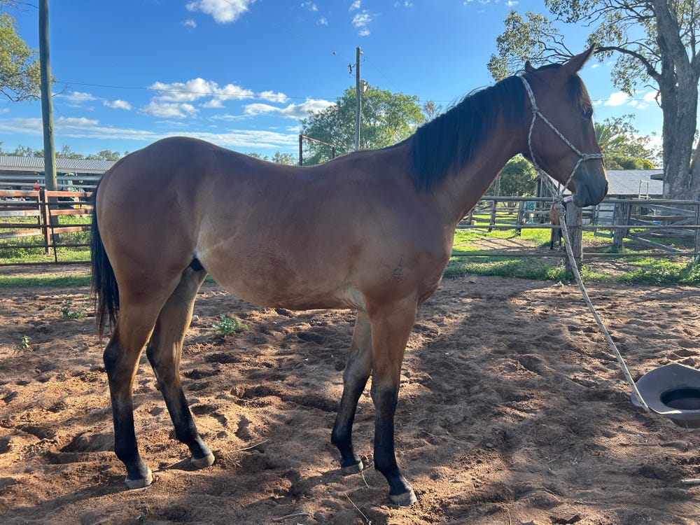 15 Month Old Bay Gelding — photo 2 of 3