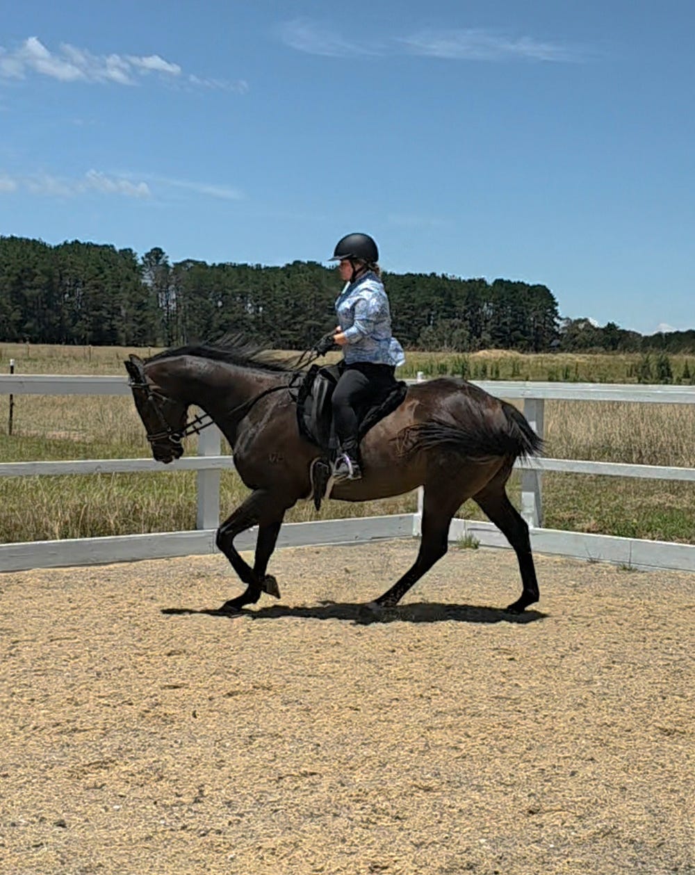 Stunning Gelding — photo 2 of 5
