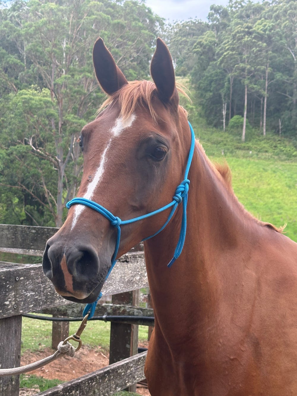 Endurance Bred Mare