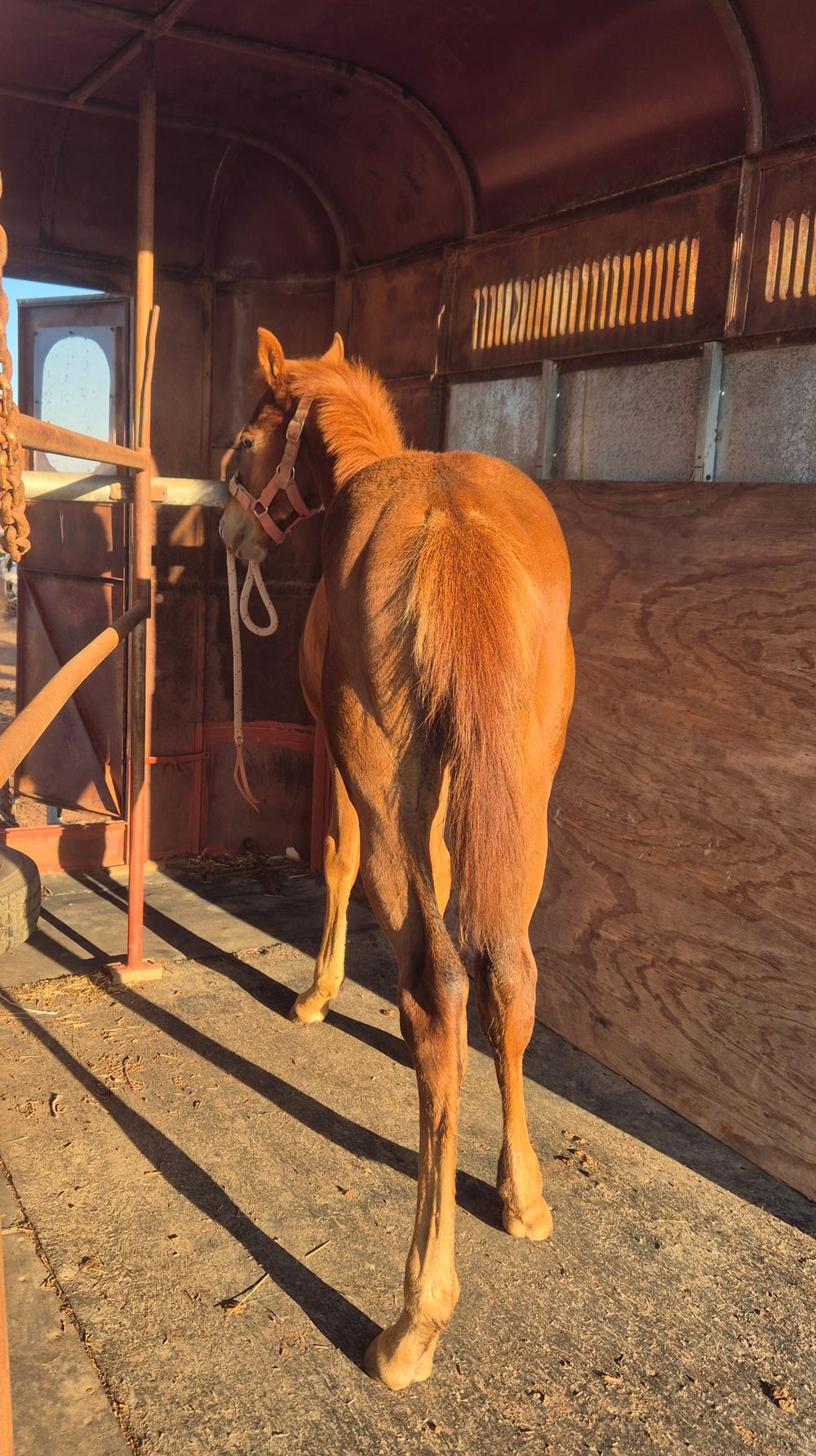 Quarter Horse Filly — photo 2 of 3