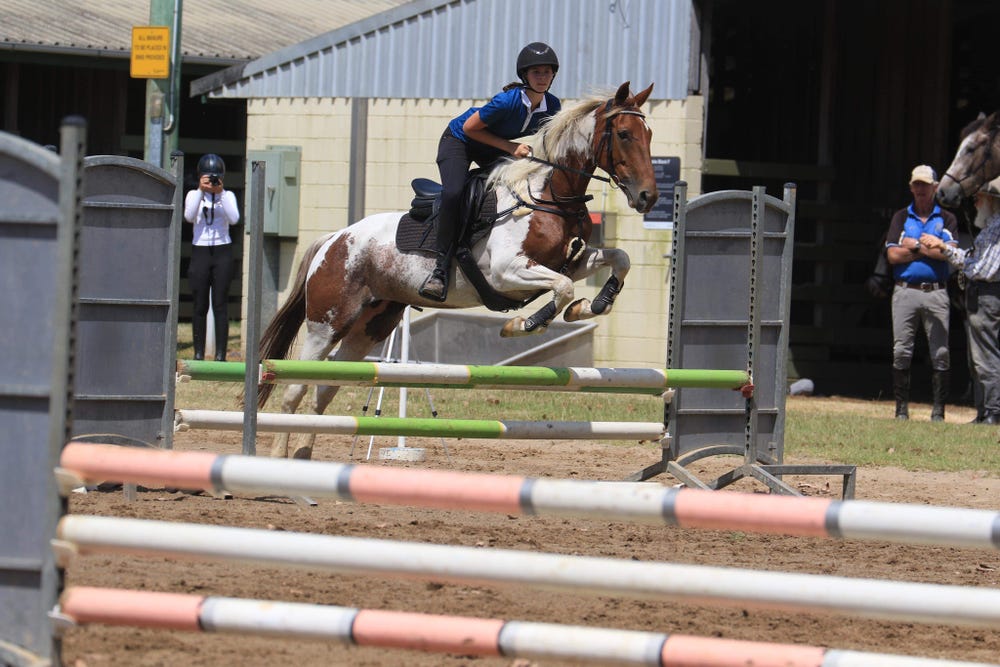 All rounder, sporting ,showjumping , hacking — photo 3 of 5
