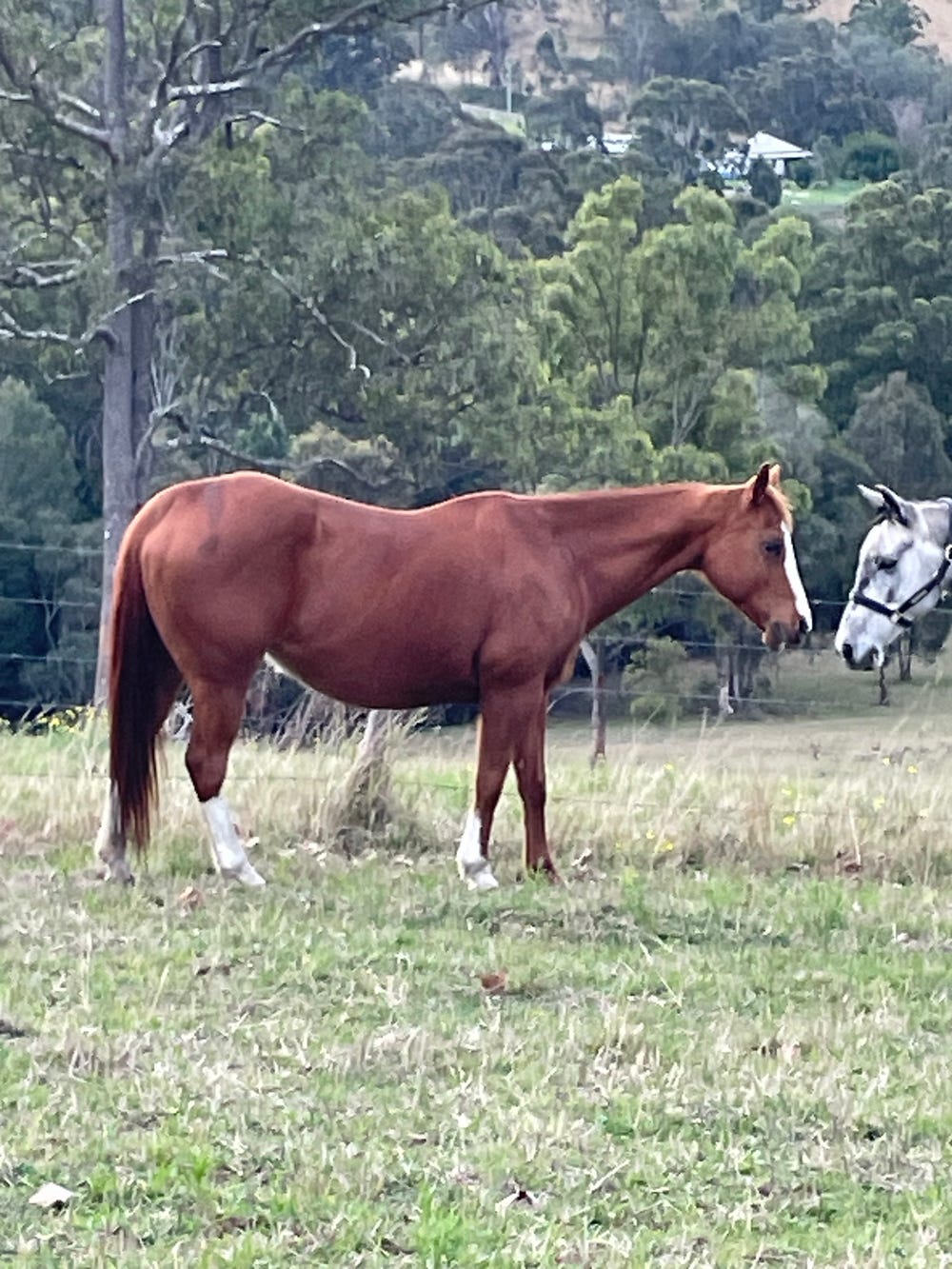 Reliable Chestnut QH Mare