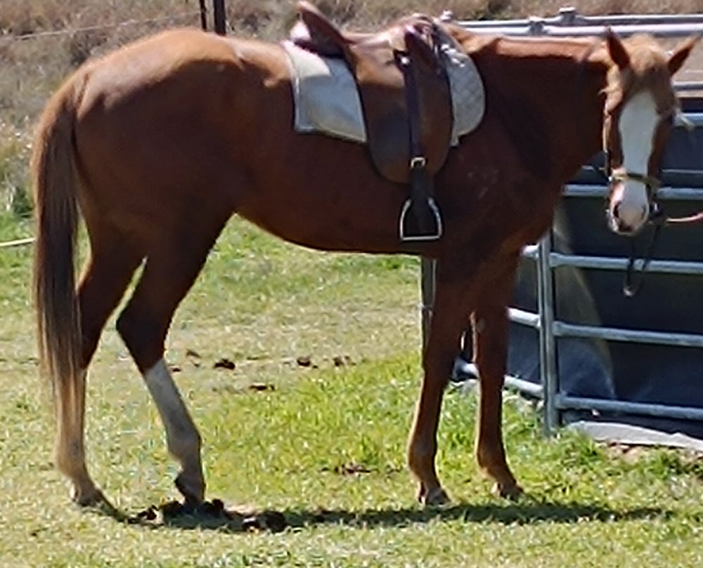 Palomino ASB in-utero - Dam Group 1 Oaks winner!! — photo 3 of 5