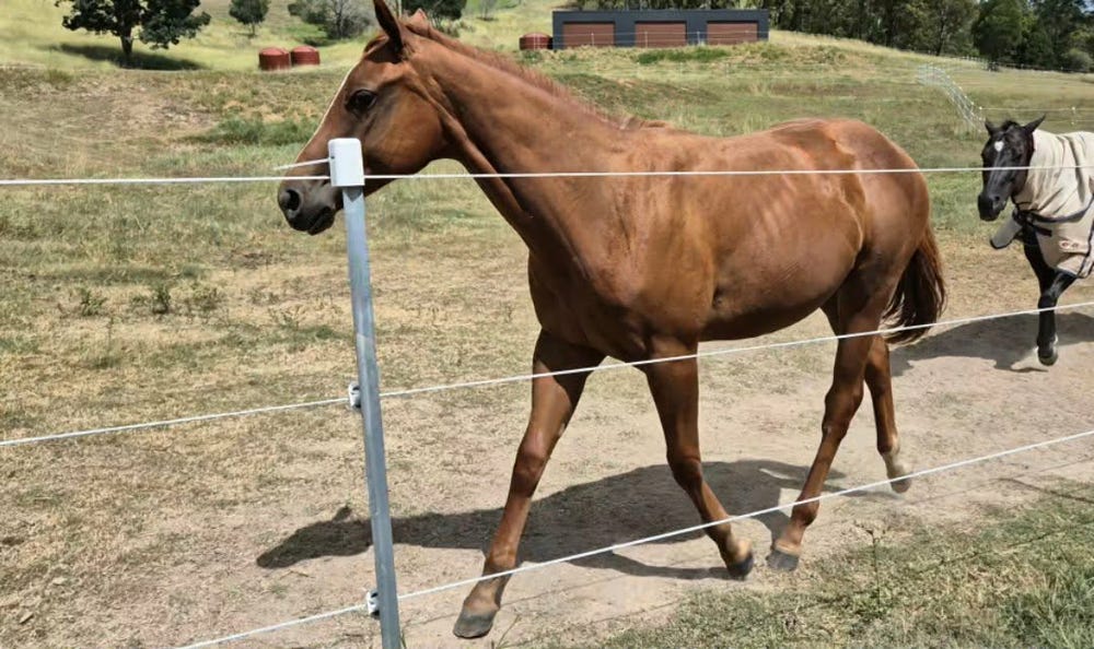 Registered QH Yearling Colt — photo 2 of 3