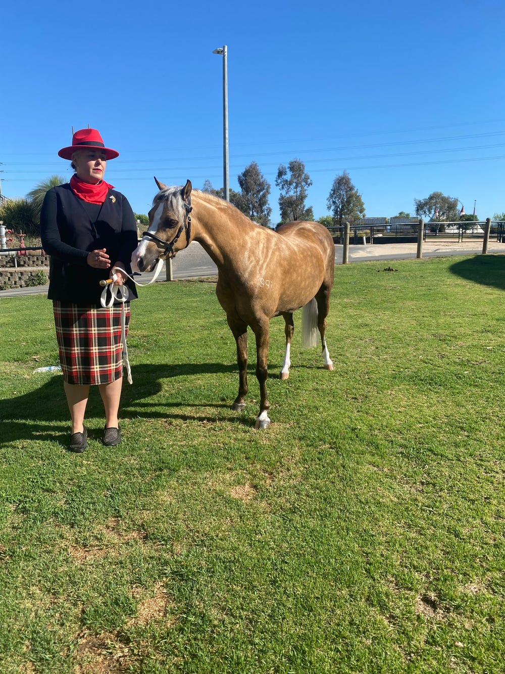 Welsh B Show Pony — photo 3 of 3