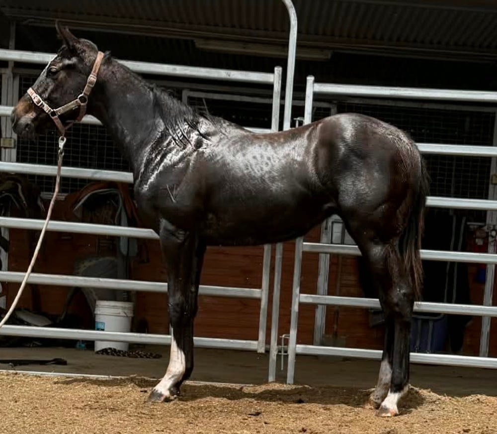 Stunning yearling filly