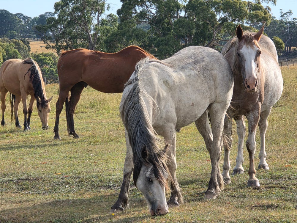 Gypsy Cob x Clyde/QH Filly — photo 2 of 3
