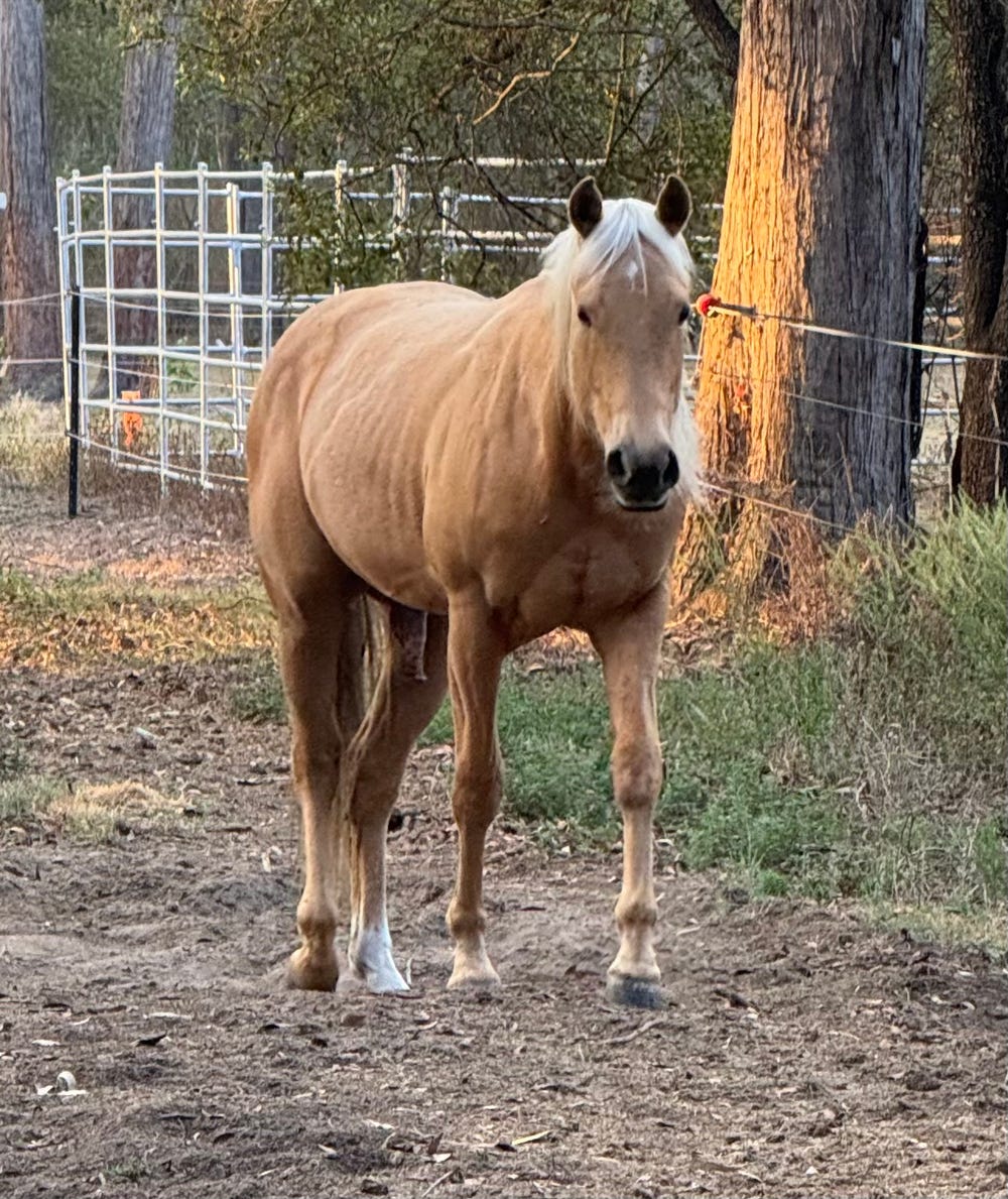 REINING BRED GELDING UNBROKEN