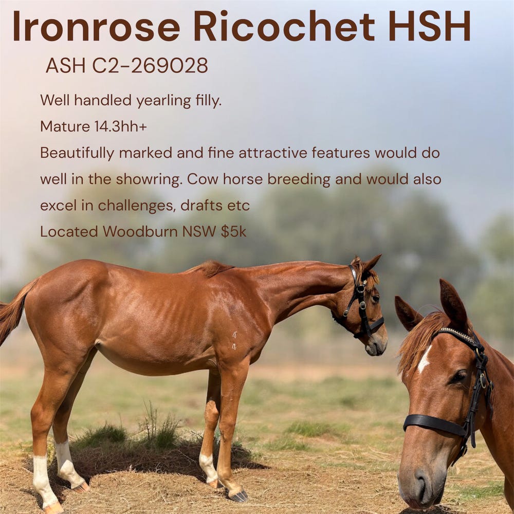 HSH reg yearling Filly