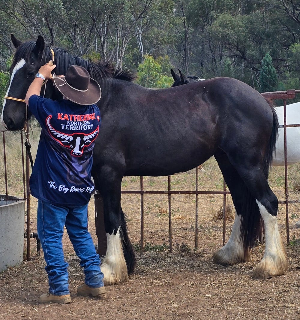 *Sold PP* Stunning 7/8 Clydesdale