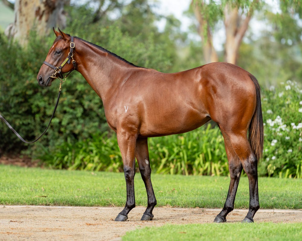 Imported Galileo Mare Manasari Usa Ift Glacial Gold Usa — Thoroughbred (photo 4)