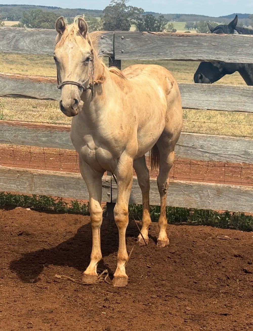 AQHA filly