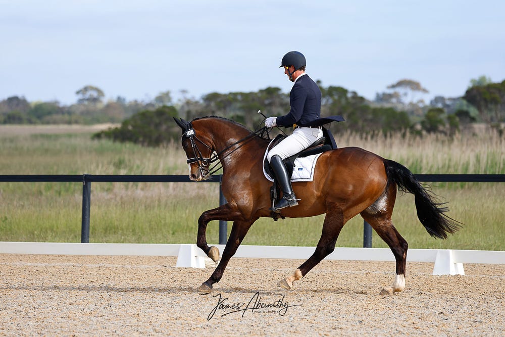 FEI / CDI SCHOOLMASTER – JUNIOR • YR • AOR — photo 3 of 4