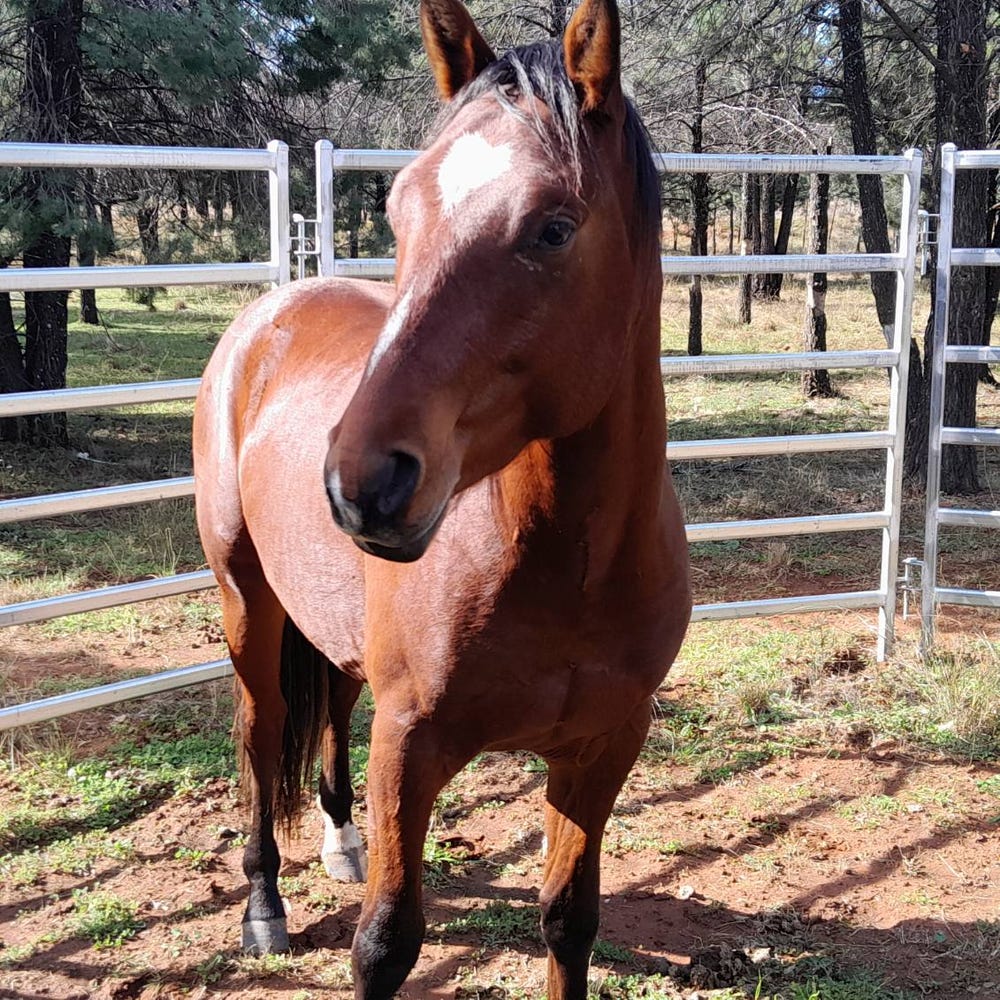 Stock Horse Gelding