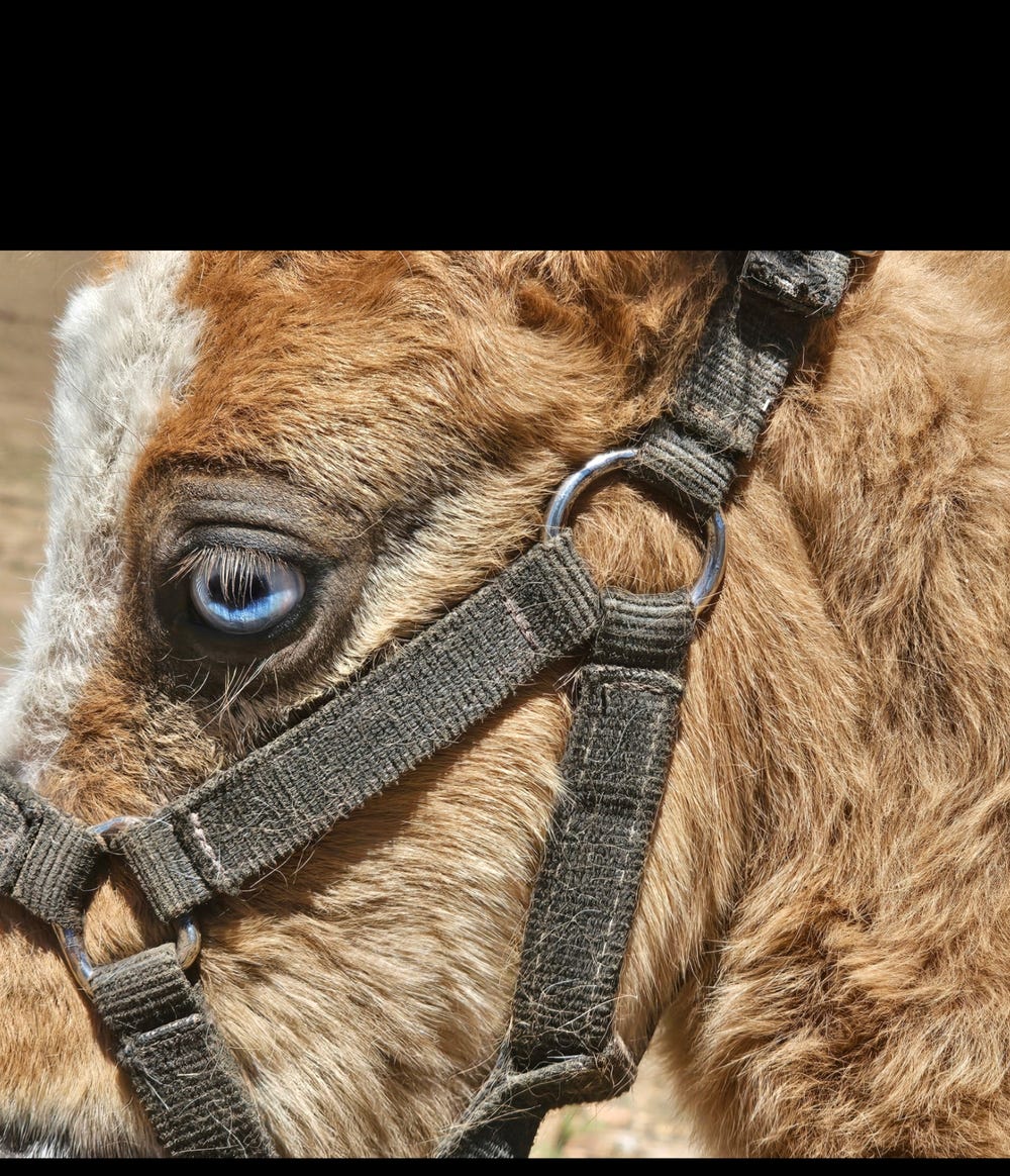 Miniature Horses Filly, Colt — photo 3 of 3