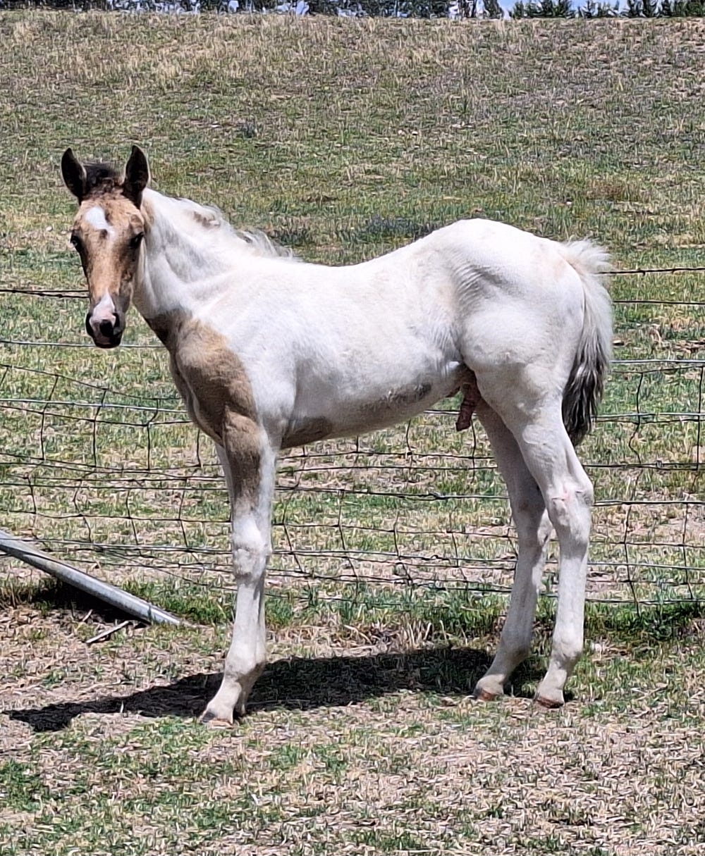 Majik Lil Rippa - Colt — photo 3 of 3
