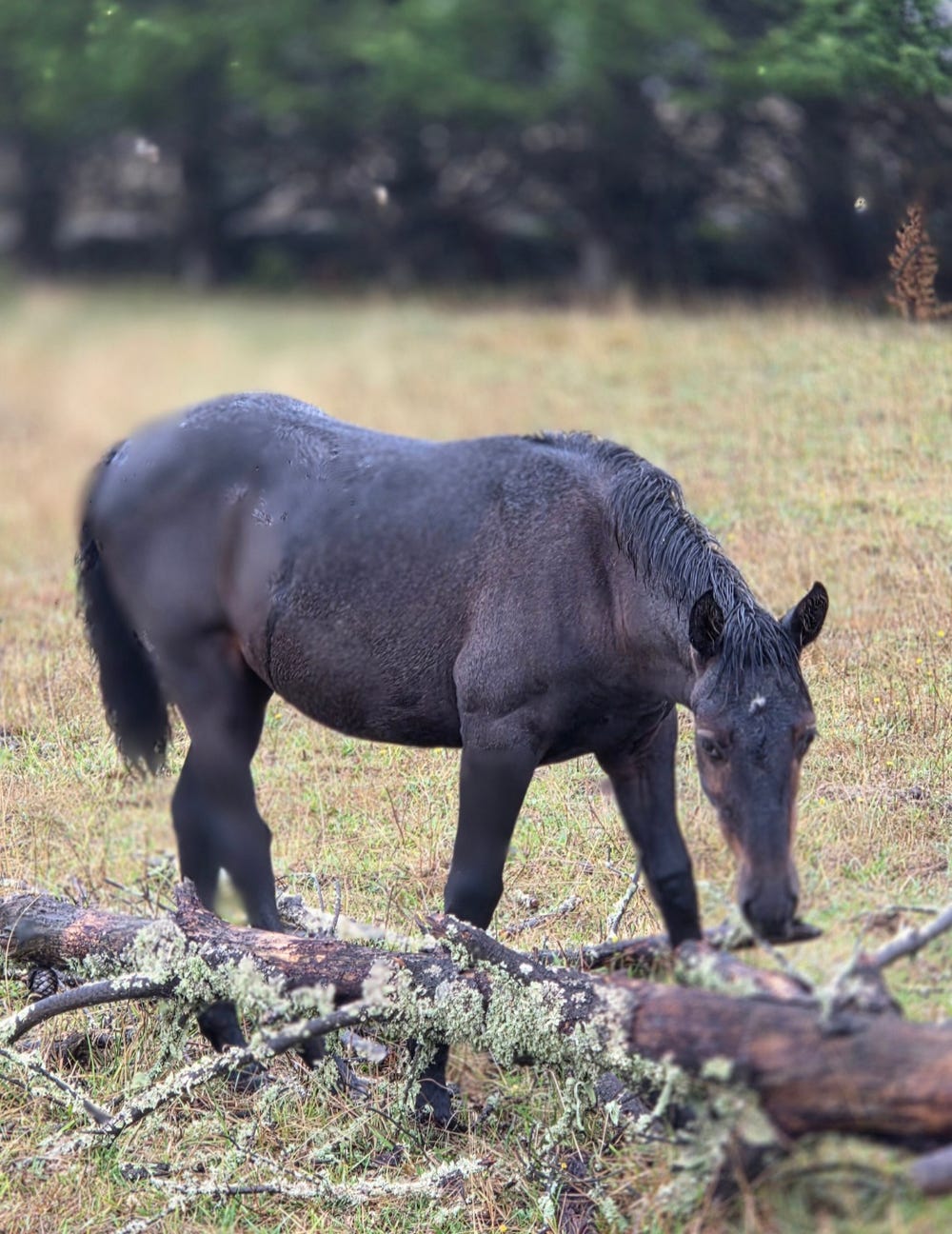 75% Andalusian Filly