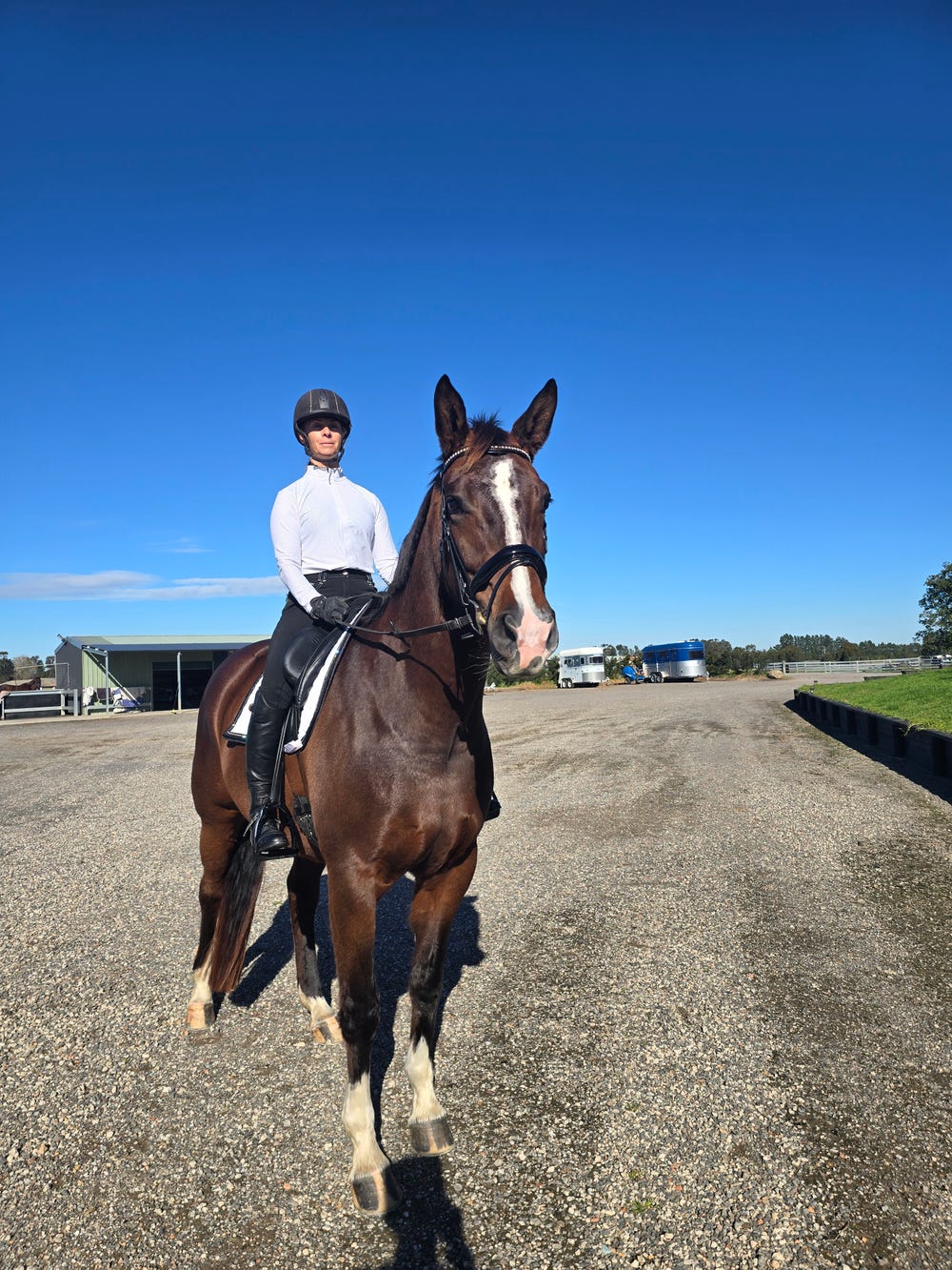 Imported Hannoverian Mare — photo 3 of 5