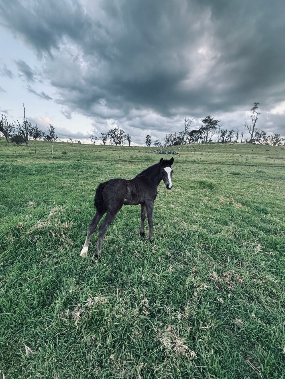 Black Baroque Filly — photo 2 of 3