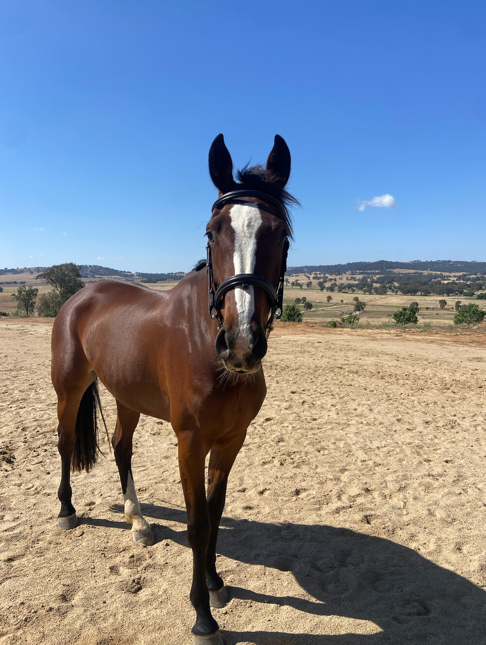 Chic Chanell - Talented Young Warmblood