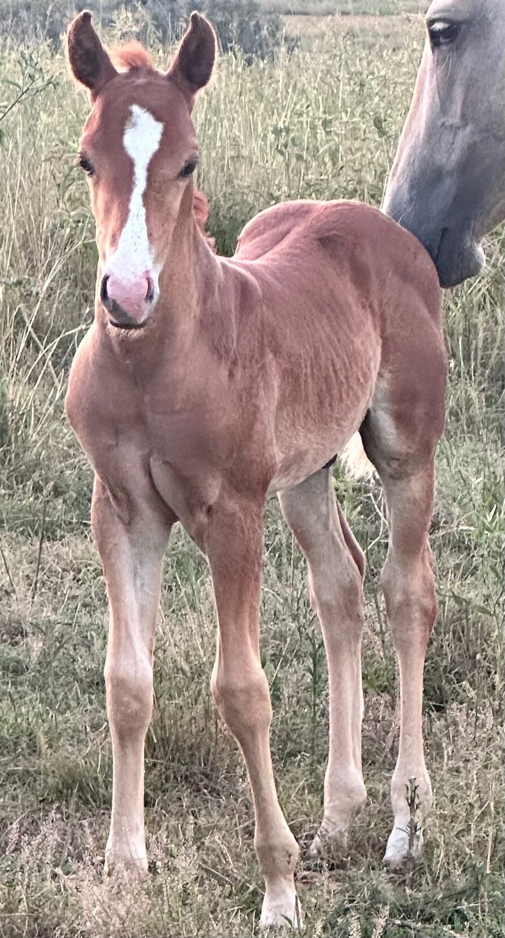 PR reg QH colt/geld