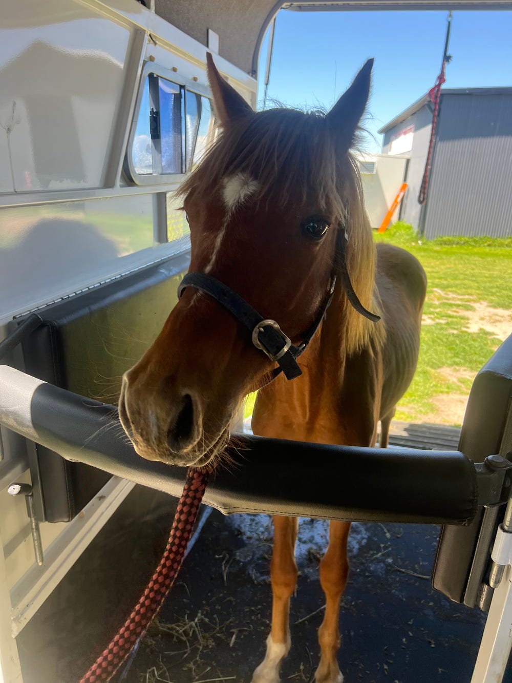 Chestnut Welsh Colt Yearling — photo 2 of 3
