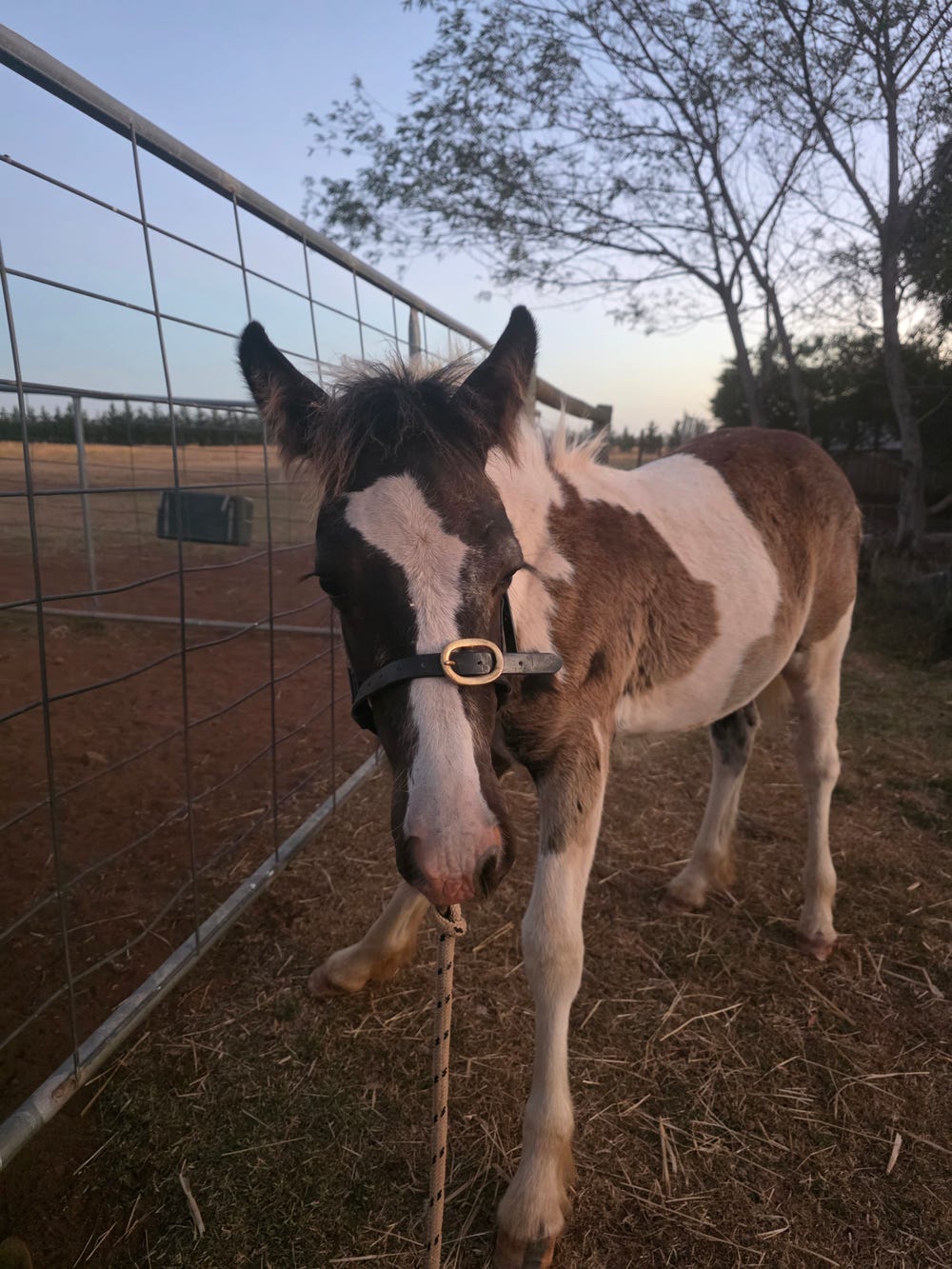 Part-bred Gypsy Cob — photo 2 of 3