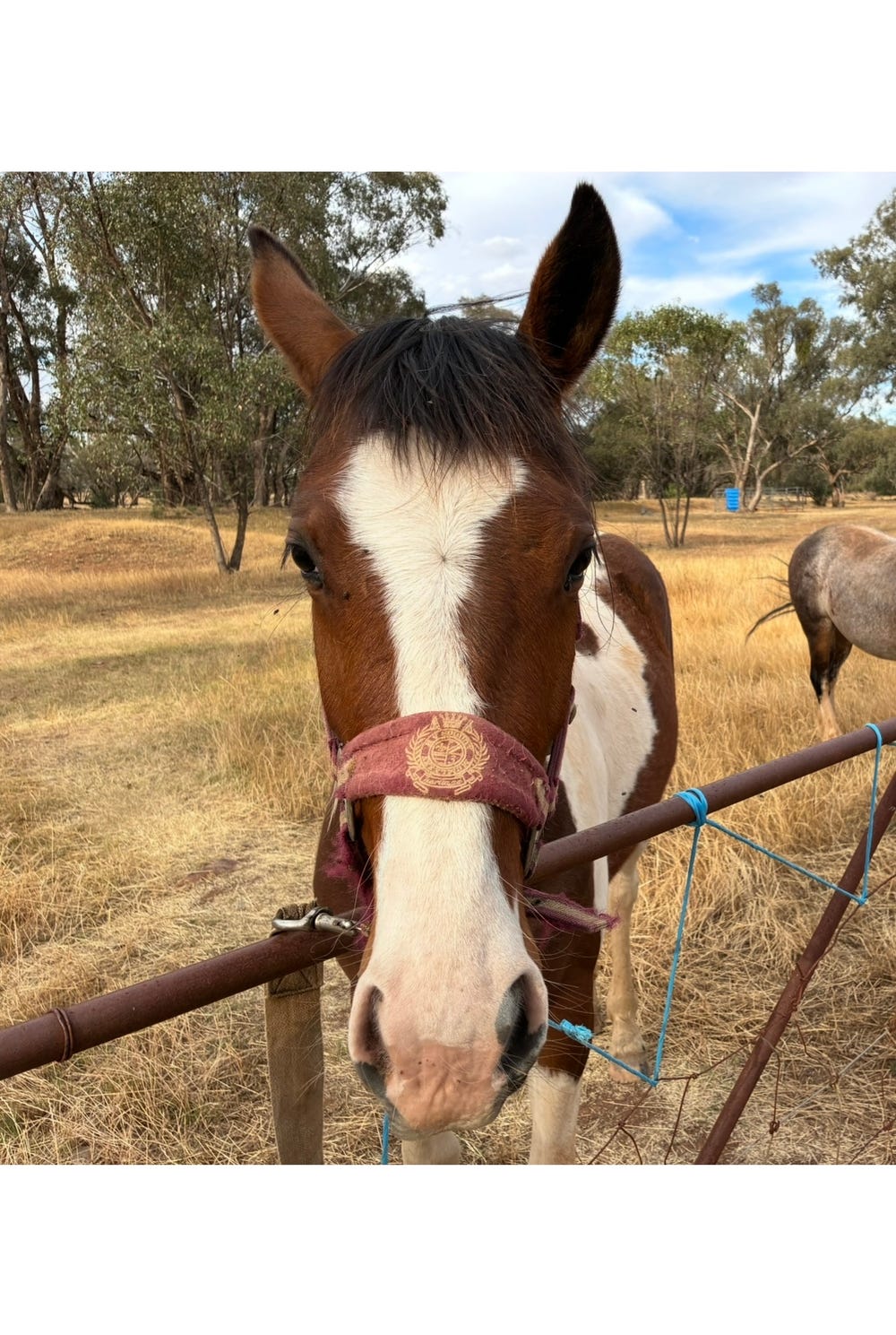 Clydesdale cross Paint — photo 2 of 3