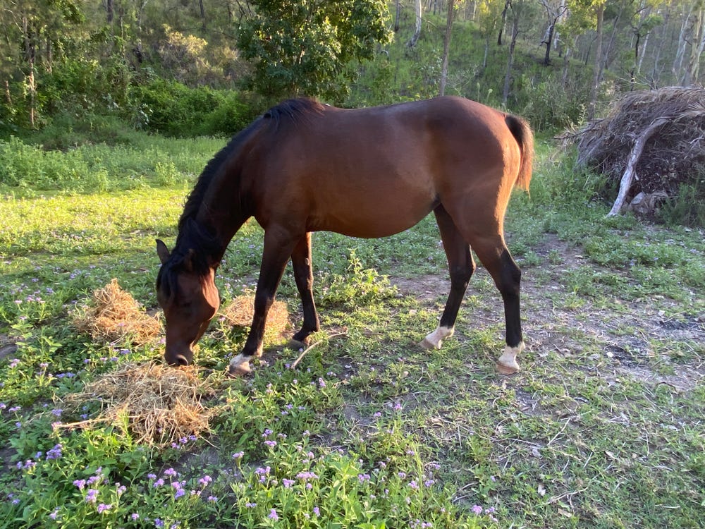 Sweet Mare — photo 3 of 3