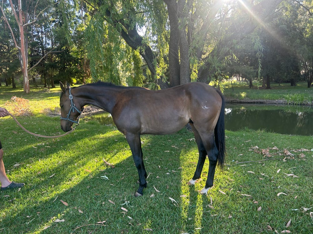 Well bred youngster
