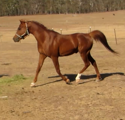 Arabian Gelding S28673 — photo 2 of 3
