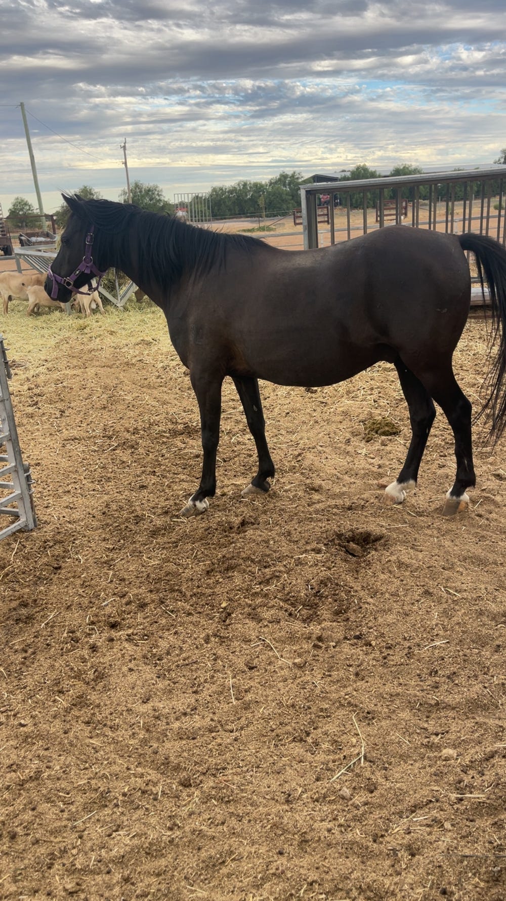 Black Registered Welsh Gelding — photo 2 of 3