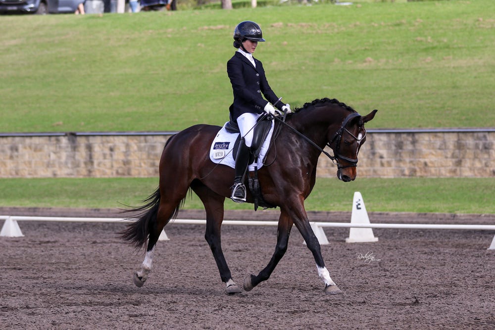 Dressage Mare 16hh — photo 2 of 4