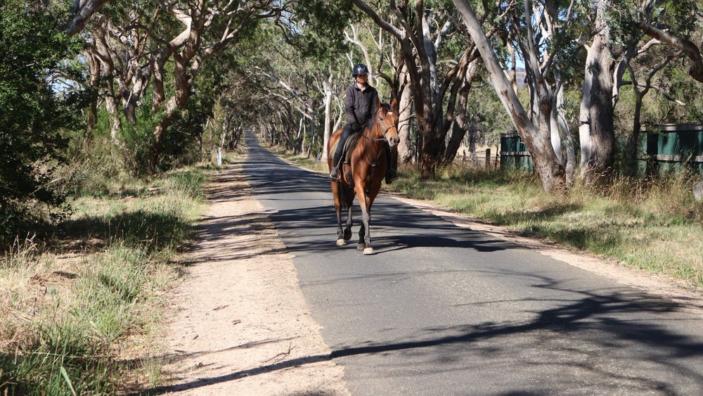 Laid Back Gelding — photo 3 of 3