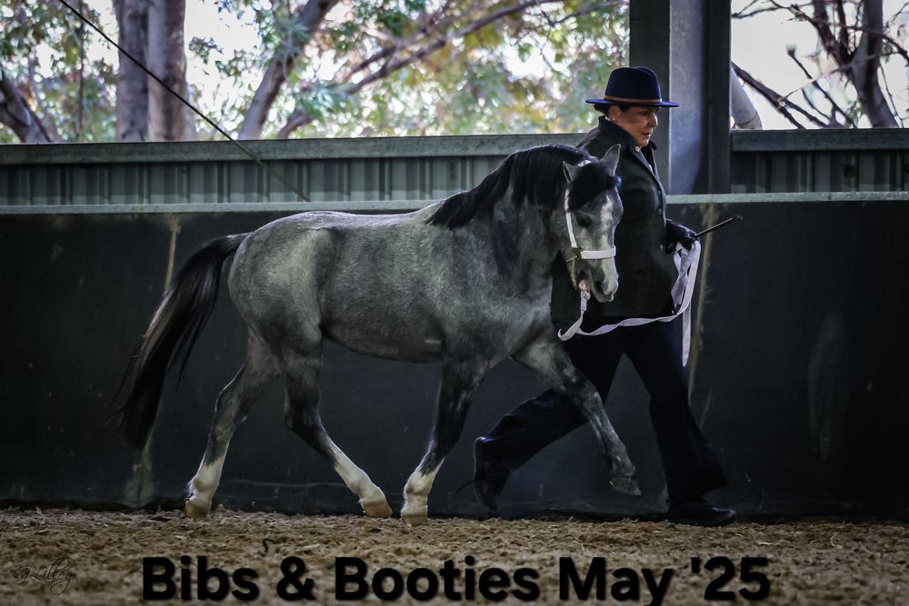 Welsh Mountain Pony — photo 3 of 5
