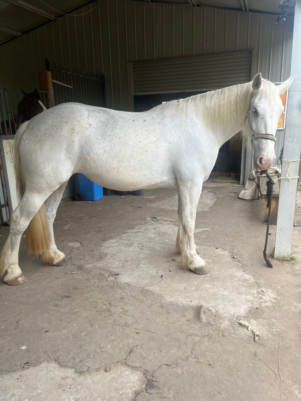 16hh Grey Clydesdale x WB Mare – Driving Prospect