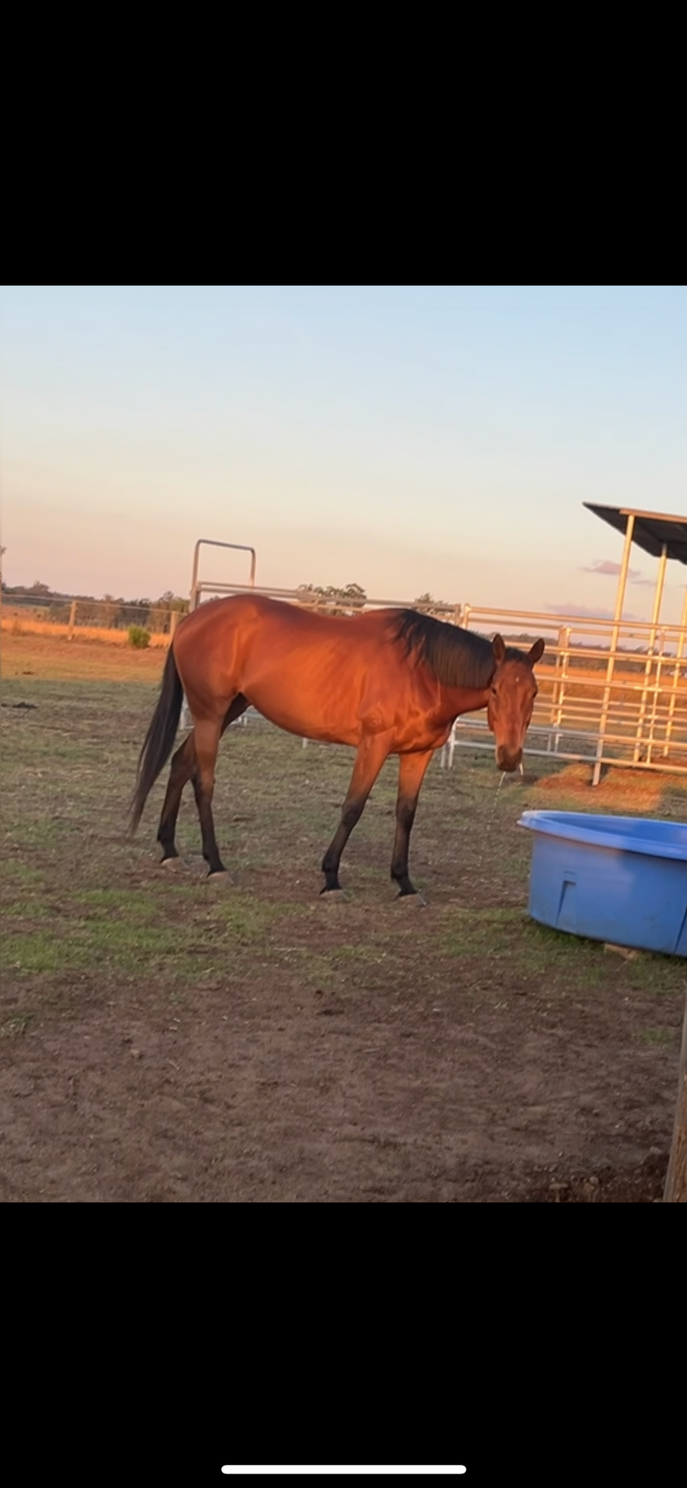 Thoroughbred Mare — photo 2 of 3