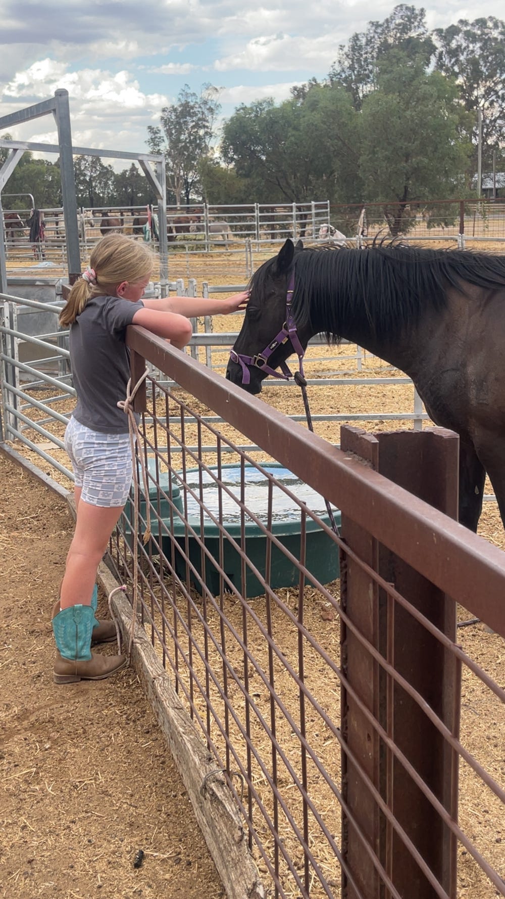 Black Registered Welsh Gelding — photo 3 of 3