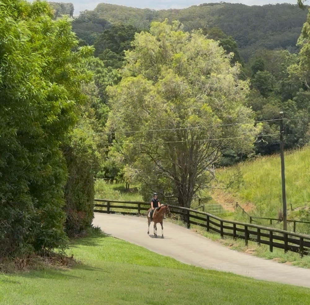 Courting Sara — Thoroughbred (photo 4)