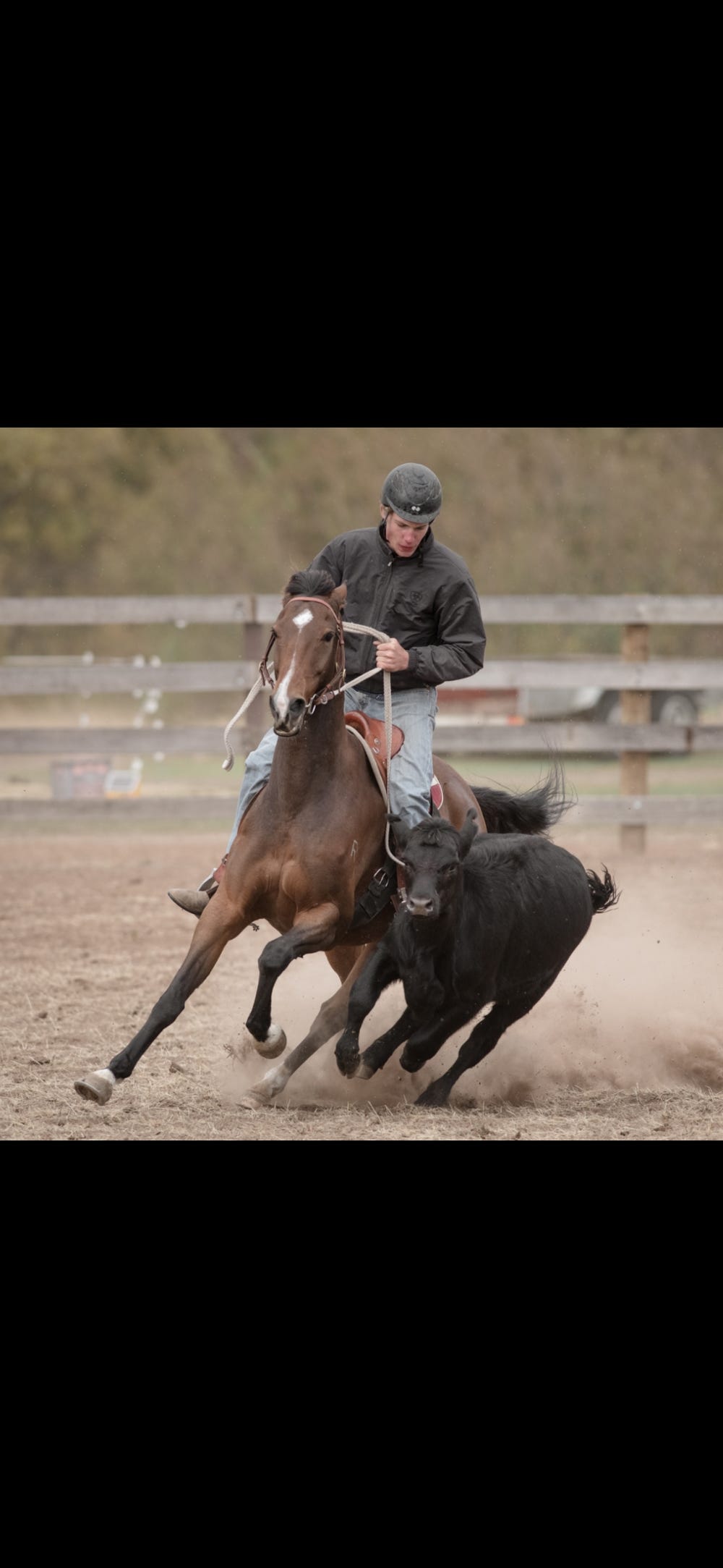 Open HSH Campdraft Gelding